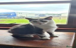 Maine Coon cats for sale: Beautiful Bonded Sisters - Image 10