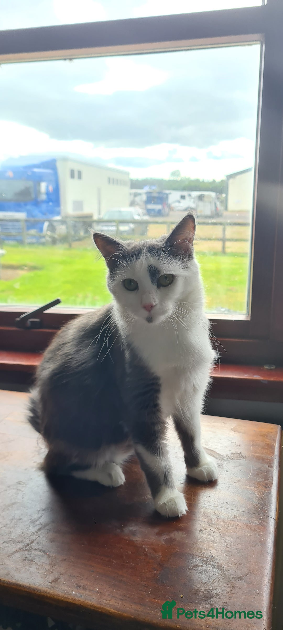 Maine Coon cats for sale: Beautiful Bonded Sisters - Image 10