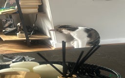 British Shorthair cats for sale: Free to good home  - Image 3