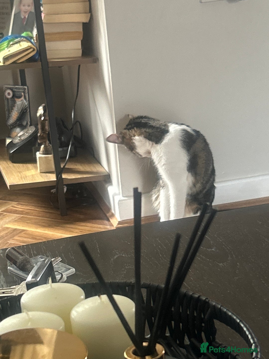 British Shorthair cats for sale: Free to good home  - Image 3