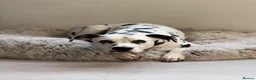 Dalmatian dogs for sale: Jasper & Maisie both must go together  - Advert 2