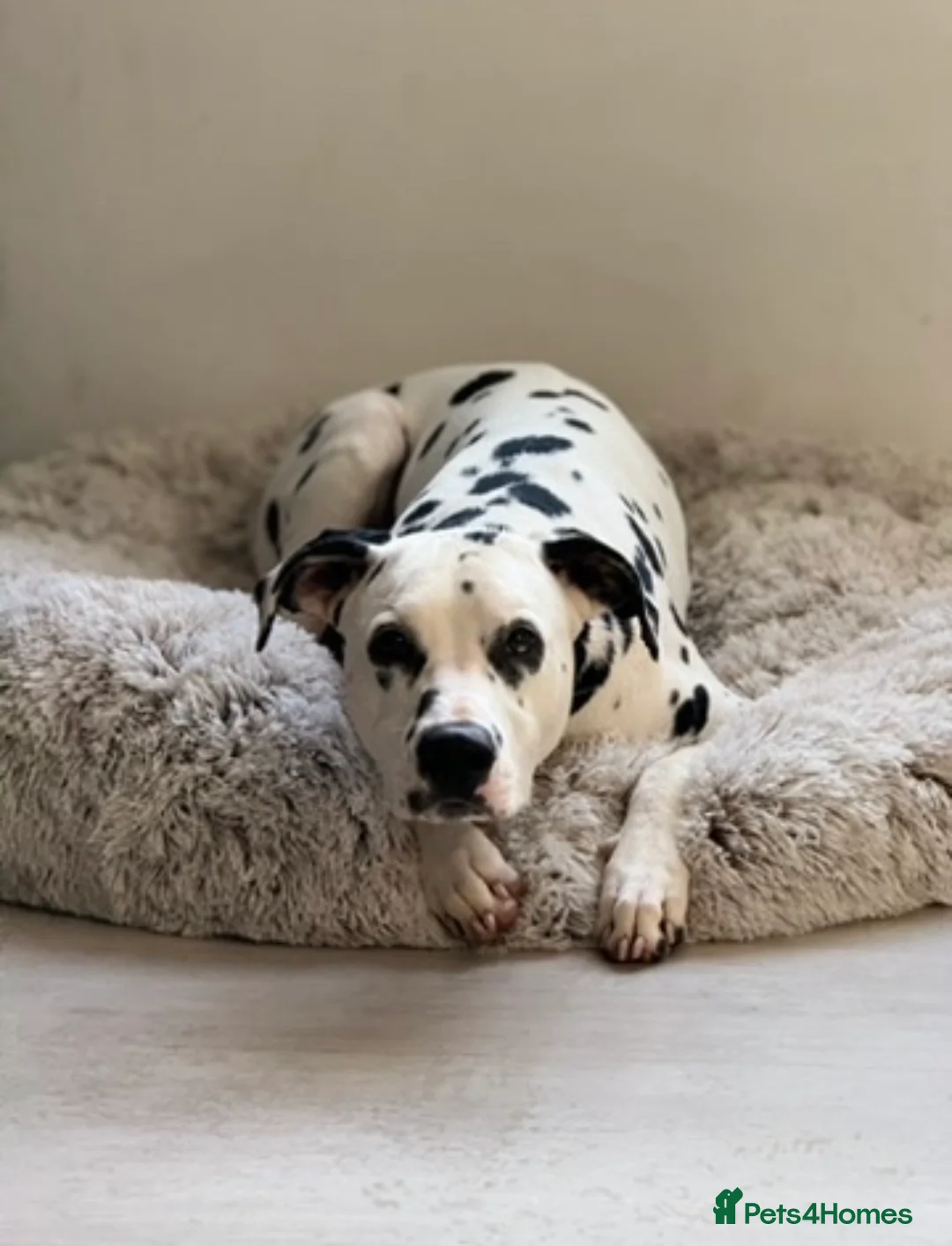 Dalmatian dogs for sale: Jasper & Maisie both must go together  - Advert 2