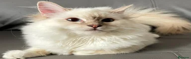 Ragdoll Kitten 4