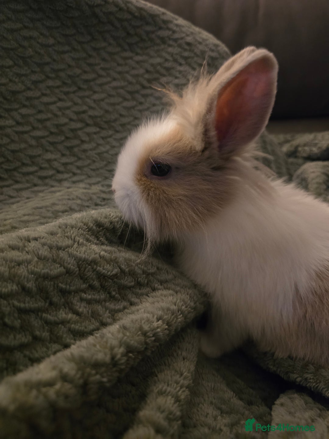 Mixed Breed rabbits for sale: Rabbits for sale.  - Advert 11