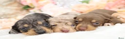 Miniature Dachshund dogs for sale: KC Miniature Dachshund Puppies - Advert 18