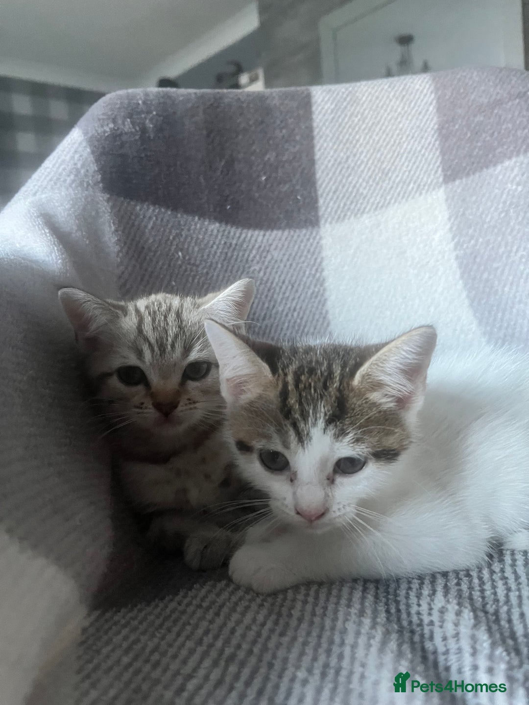 British Shorthair cats for sale: 10 week old kittens  - Image 3
