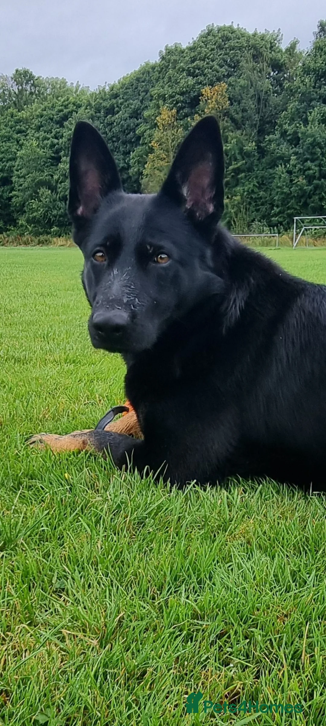 German Shepherd dogs for sale: Female german shepherd  - Advert 2