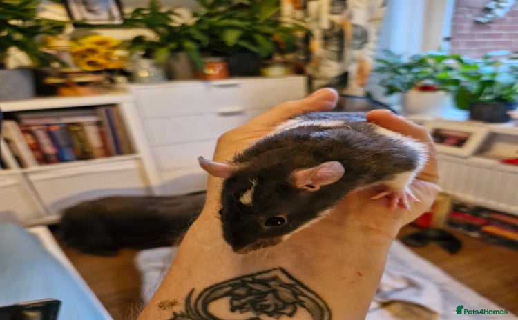 Rat rodents - Advert 11