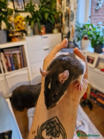 Rat rodents - Advert 15