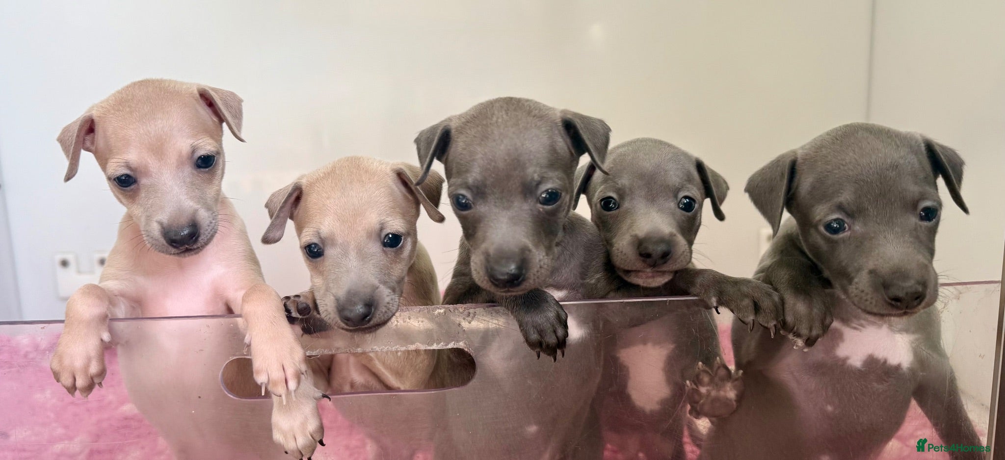 Italian Greyhound dogs KC reg Italian greyhounds - Advert 10