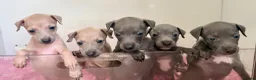 Italian Greyhound dogs for sale: KC Reg fawn male Italian greyhound READY NOW - Advert 10