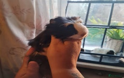 Guinea Pig rodents for sale: 2 male, 3 female guinea pigs for sale - Image 4