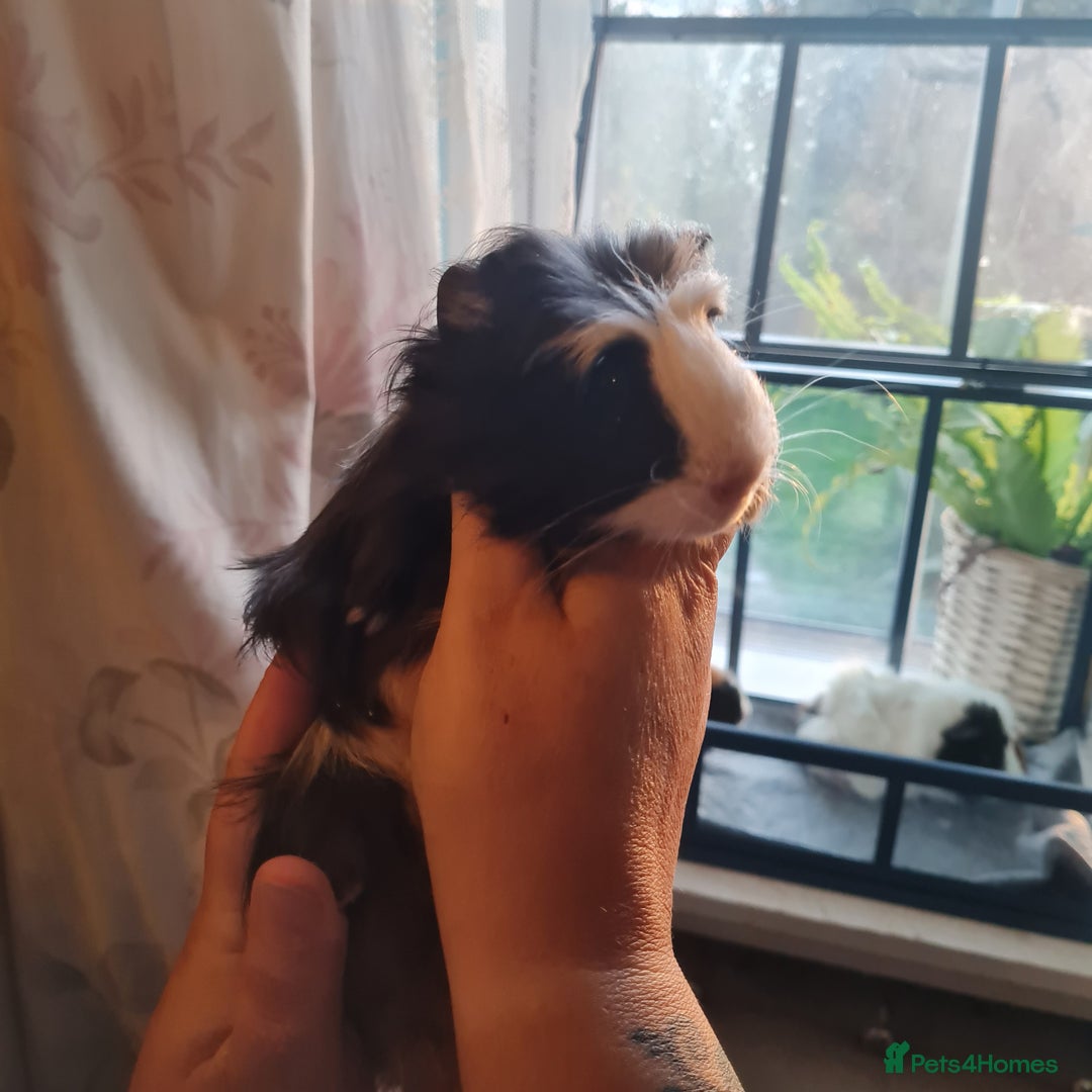 Guinea Pig rodents for sale: 2 male, 3 female guinea pigs for sale - Image 4