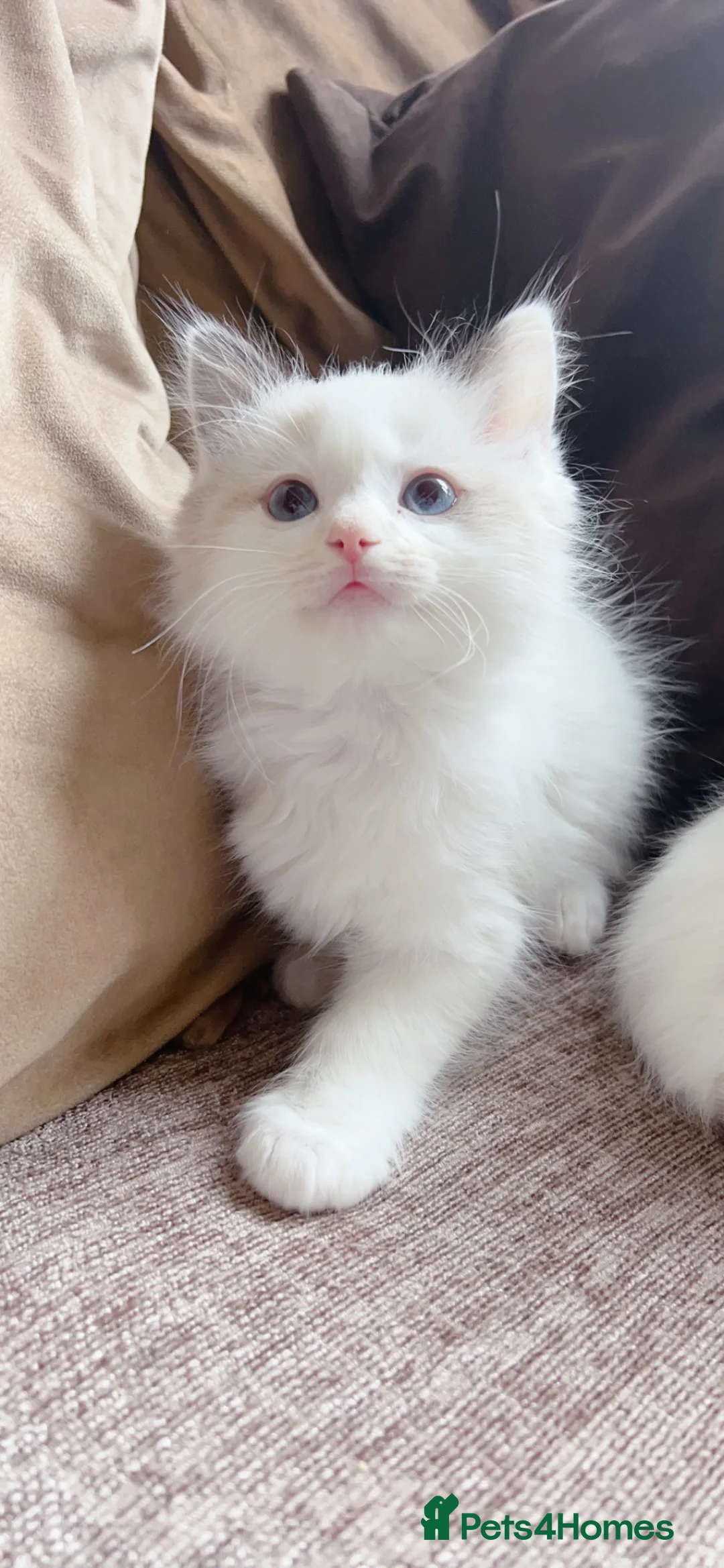 Ragdoll cats for sale: Ragdolls in Glasgow - Advert 2