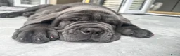 Neapolitan Mastiff dogs for sale: 1 girl puppy Neapolitan mastiff 8 week  - Advert 1