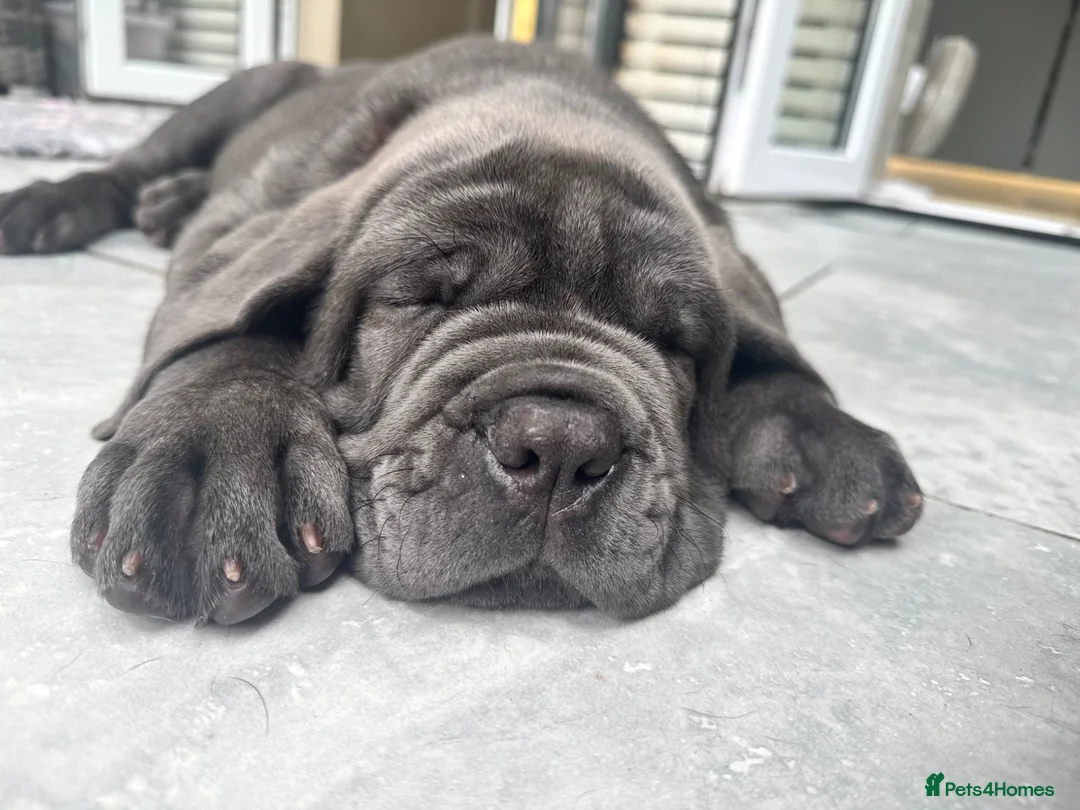Neapolitan Mastiff dogs for sale: 1 girl puppy Neapolitan mastiff 8 week  - Advert 1