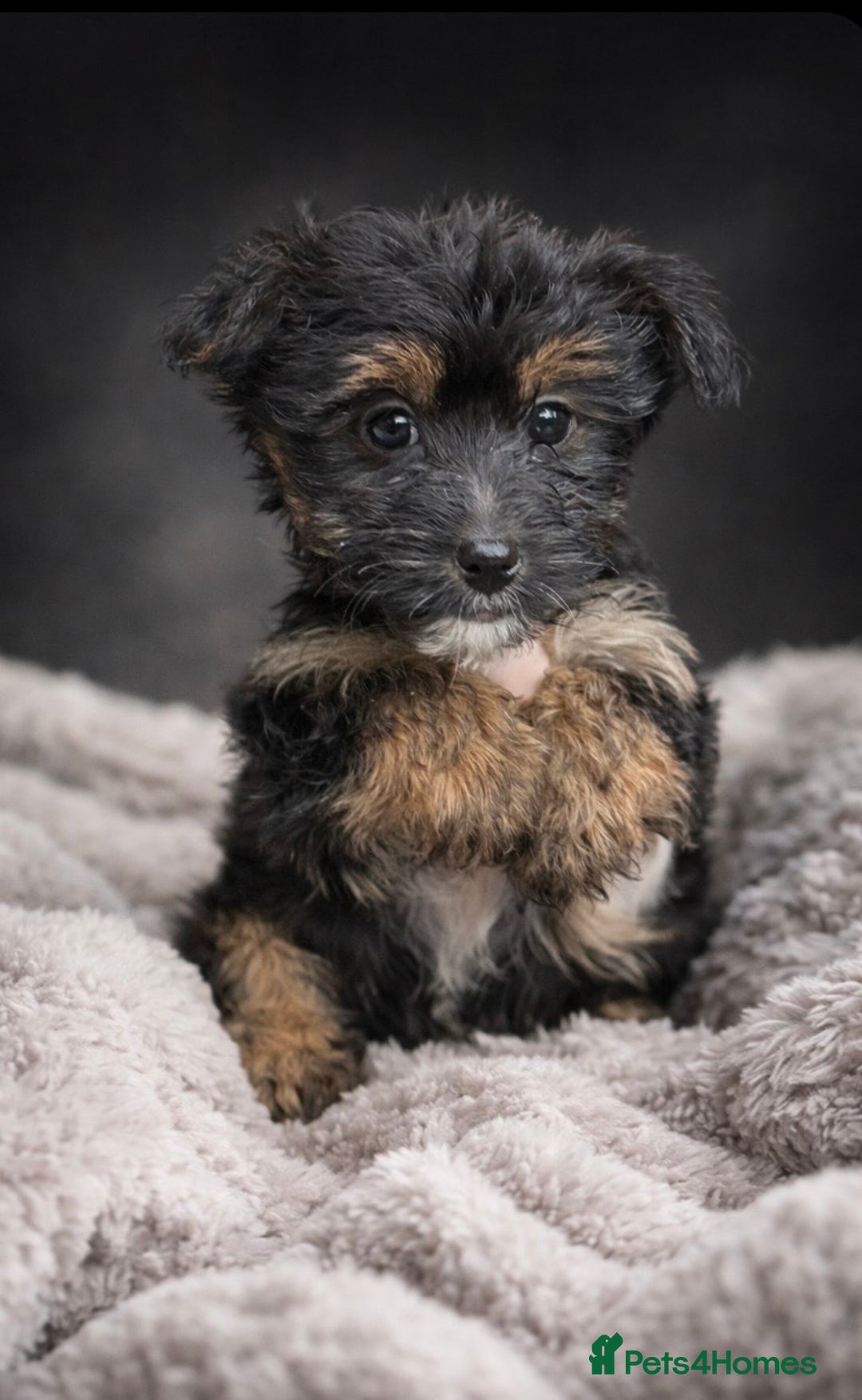 Yorkshire Terrier dogs for sale: Rare Yorkshire terrier pups ready now - Advert 10