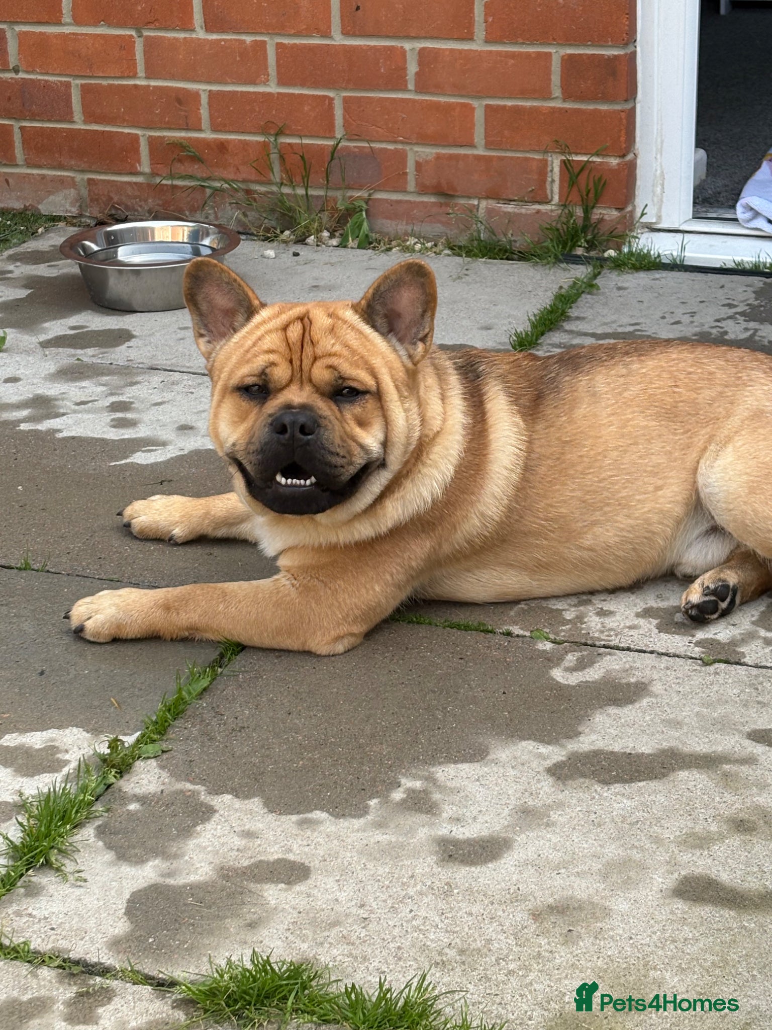 Mixed Breed dogs Handsome French chow for sale - Advert 4