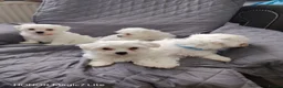 Maltese dogs for sale: Pure Maltese puppies❤️💙 - Advert 19