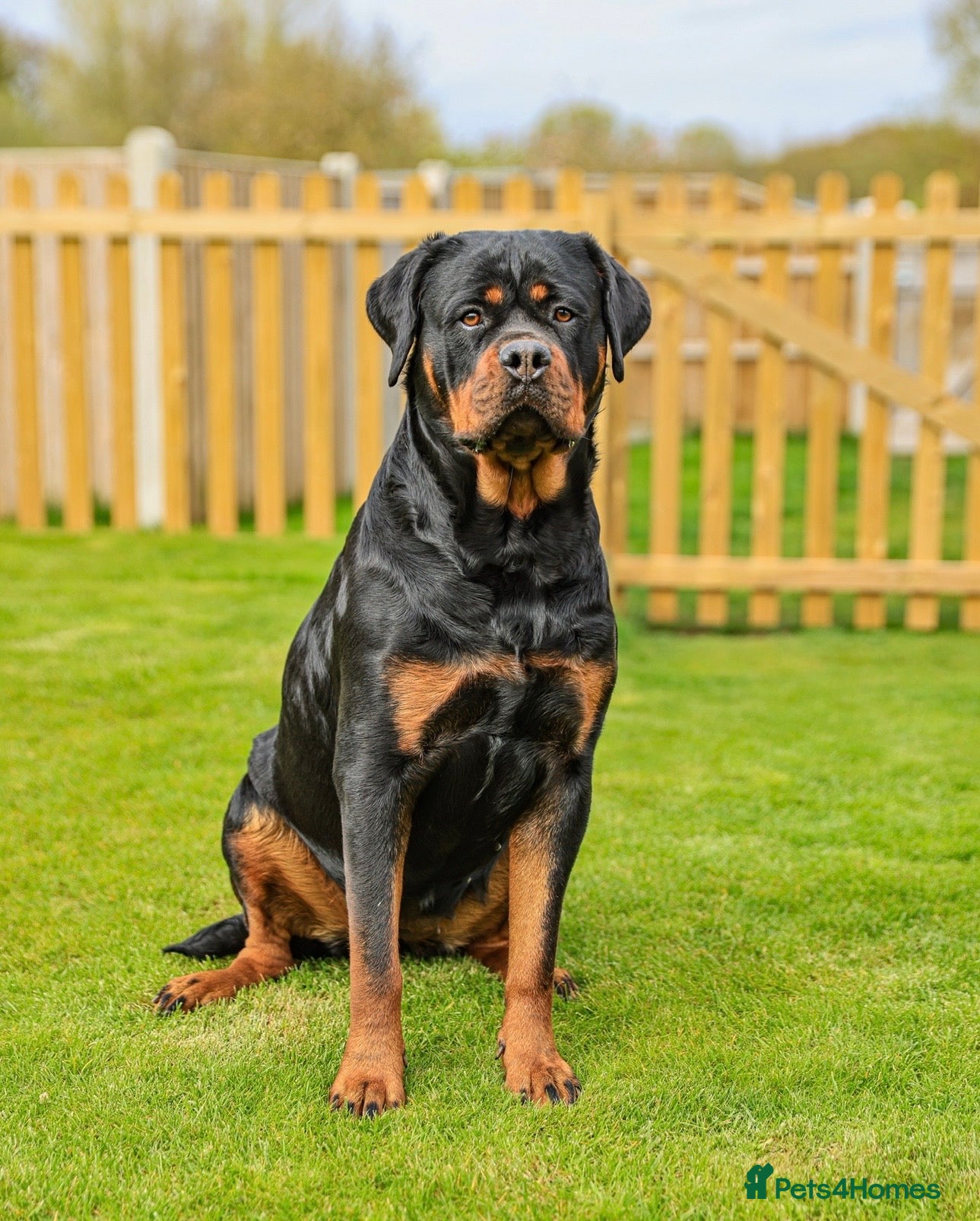 Rottweiler dogs Beautiful Adult  Rottweiler- Tilly 🐾🐾🐾 - Advert 10