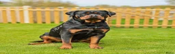 Rottweiler dogs for sale: Beautiful Adult  Rottweiler- Tilly 🐾🐾🐾 - Advert 1