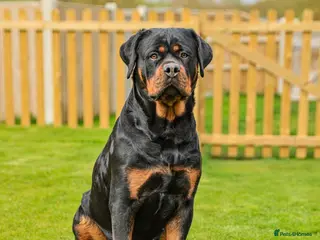 Rottweiler dogs Beautiful Adult Rottweiler- Tilly 🐾🐾🐾 - Advert 10