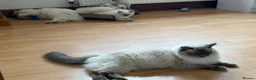 Ragdoll cats for sale: Beautiful Ragdoll boy  in Mansfield - Advert 15
