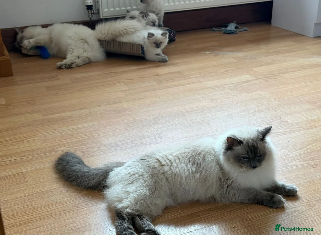 Ragdoll cats for sale: Beautiful Ragdoll boy  in Mansfield - Advert 15