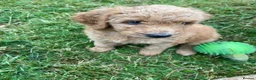 Australian Labradoodle dogs for sale: Australian Labradoodle puppies - Advert 7