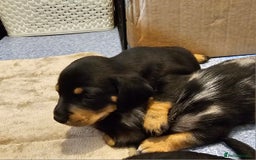 Miniature Dachshund dogs for sale: Daxie medium coat puppies dapples and black & tan  - Image 7
