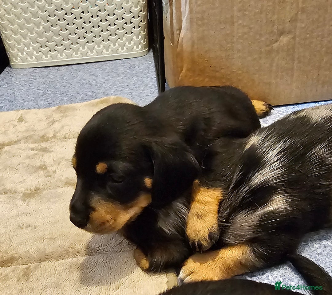 Miniature Dachshund dogs for sale: Daxie medium coat puppies dapples and black & tan  - Image 7