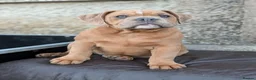 Olde English Bulldogge dogs for sale: Olde English bulldogge  - Advert 18