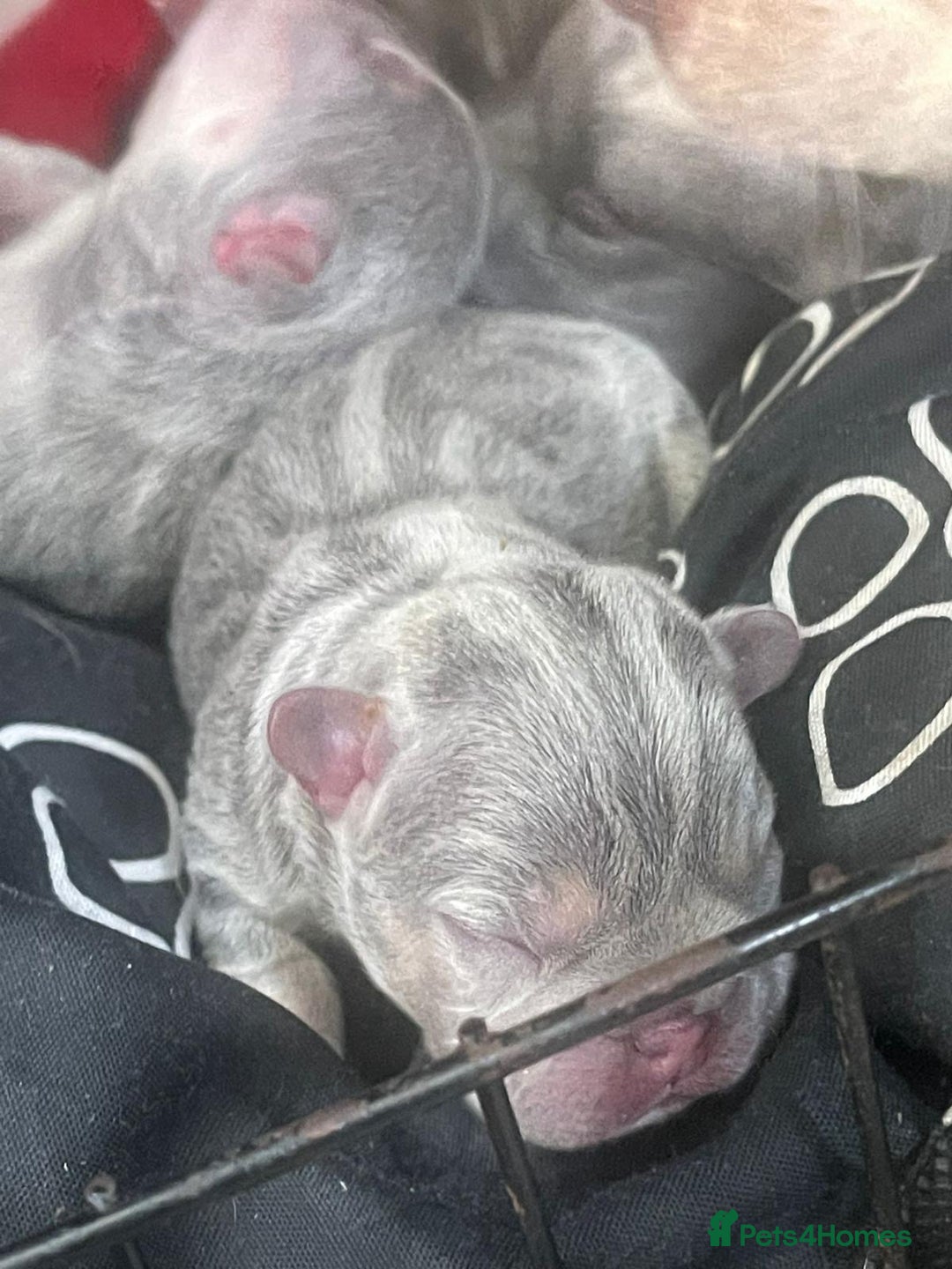 French Bulldog dogs for stud: JIM BOY is for stud DWKC registered no AI in West Molesey - Image 9