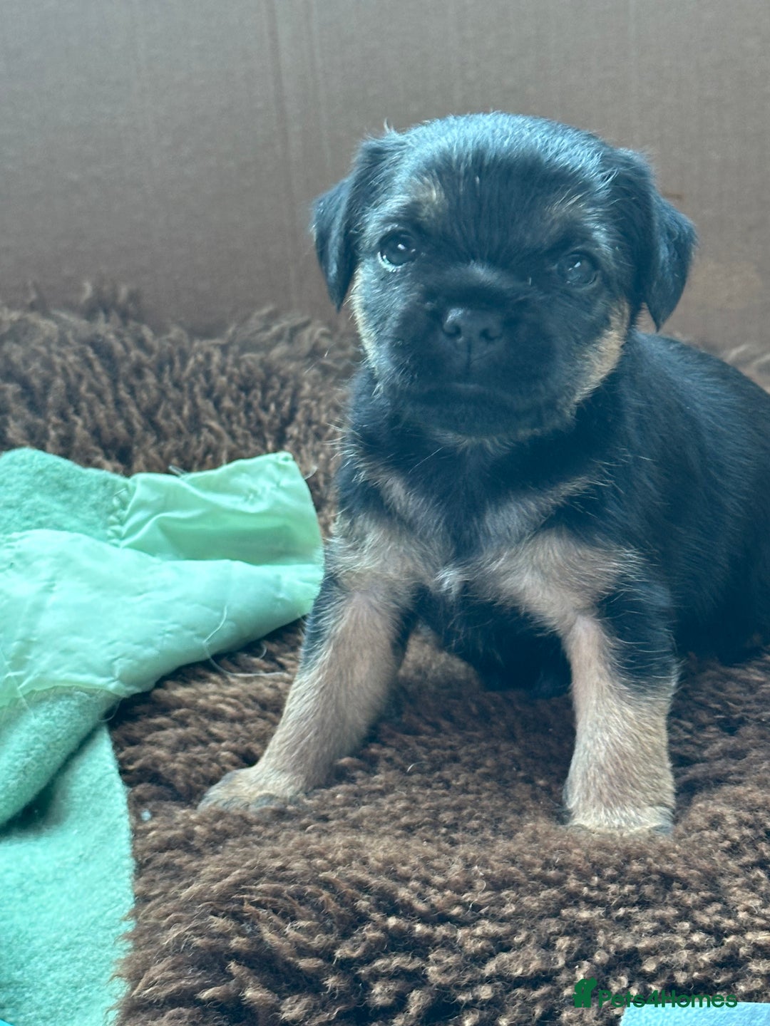 Border Terrier dogs for sale: Border Terror bitch  - Image 2