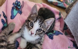 British Shorthair cats for sale: Silver Tabby Kittens  - Image 11