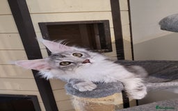 Maine Coon cats for sale: Tica registered maine coon kittens  in Ipswich - Image 11