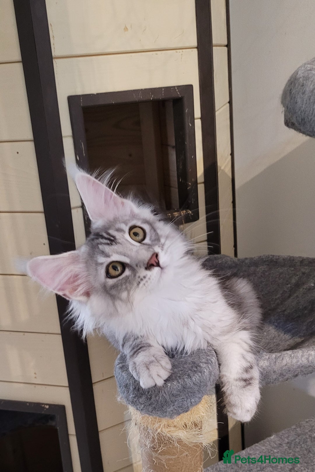 Maine Coon cats for sale: Tica registered maine coon kittens  in Ipswich - Image 11
