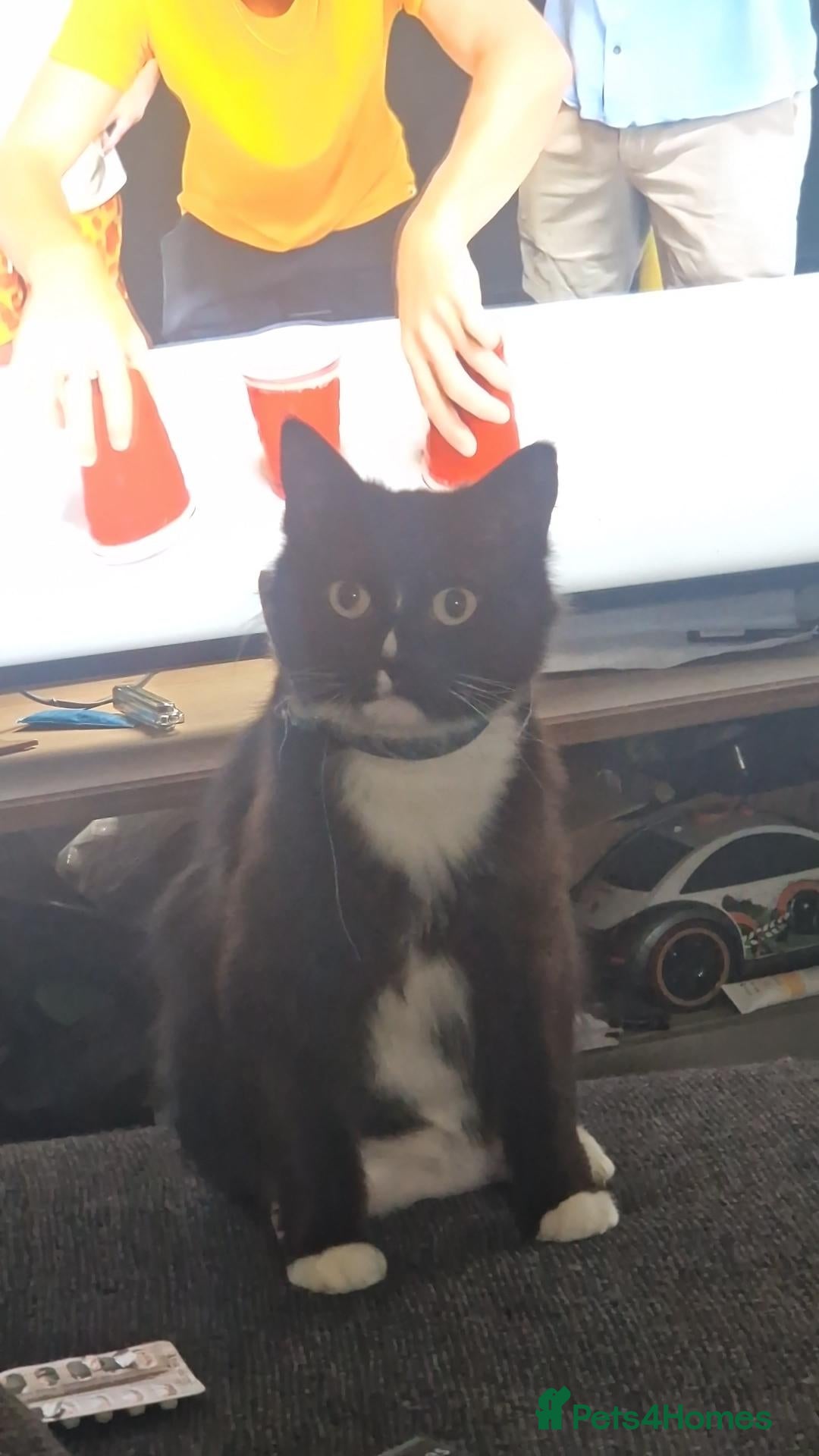 Mixed Breed cats Half ragdol and British short hair  - Advert 5
