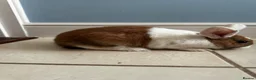 Dutch rabbits for sale: Dutch bunnies - Advert 3