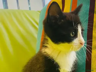 Mixed Breed cats Wonderful, clever, healthy Kittens for sale - Advert 2