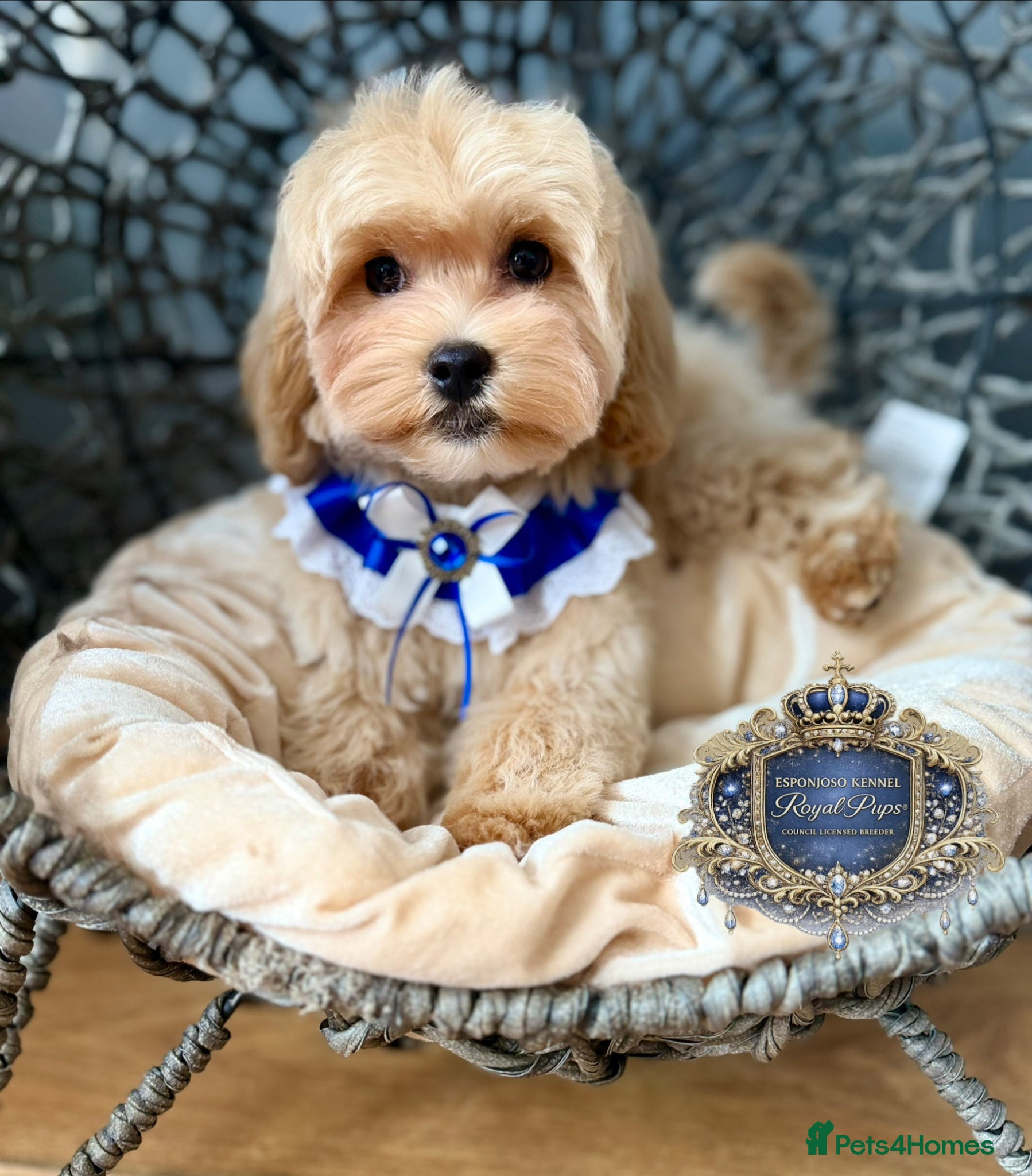 Maltipoo dogs 👑 Last Exquisite Esponjoso Royal maltipoo Boy 👑 - Advert 6