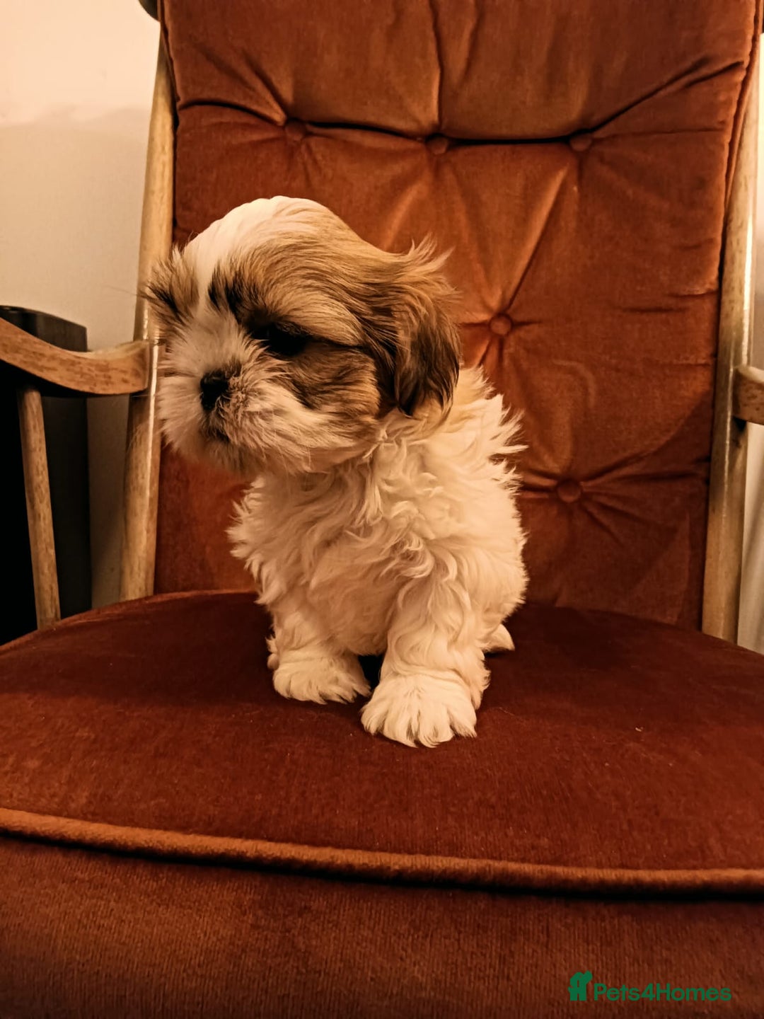 Shih Tzu dogs for sale: Gorgeous puppies for sale!😍🥰 - Advert 1