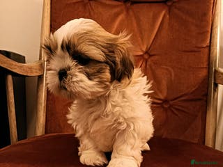 Shih Tzu dogs Gorgeous puppies for sale!😍🥰 - Advert 1