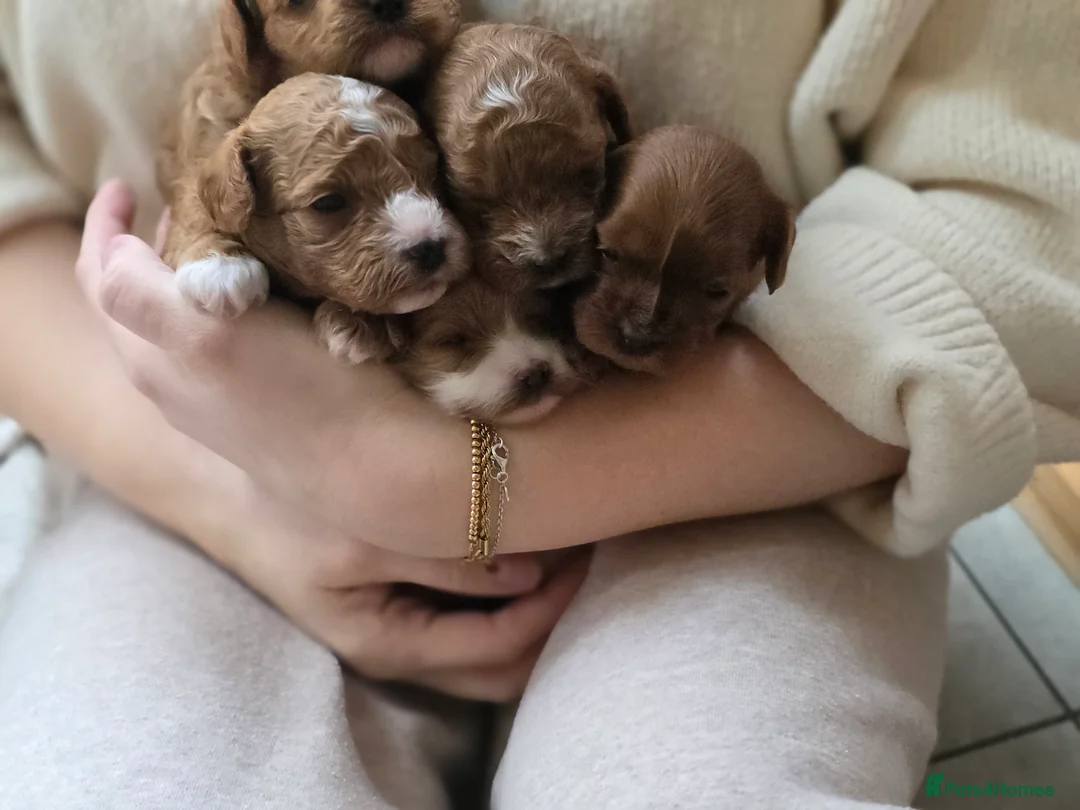 Cavapoo dogs for sale: Small F2 Cavapoo Puppies – Family Raised - Advert 11