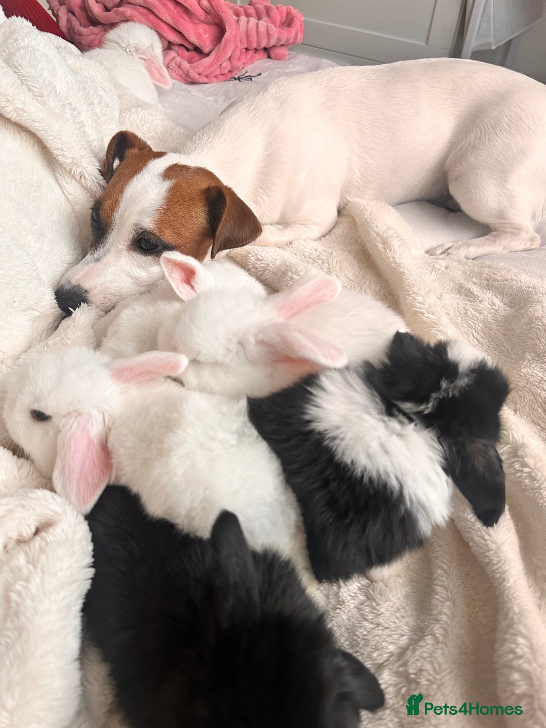 Mini Lop rabbits for sale: Mini lop bunnies for sale! - Advert 12