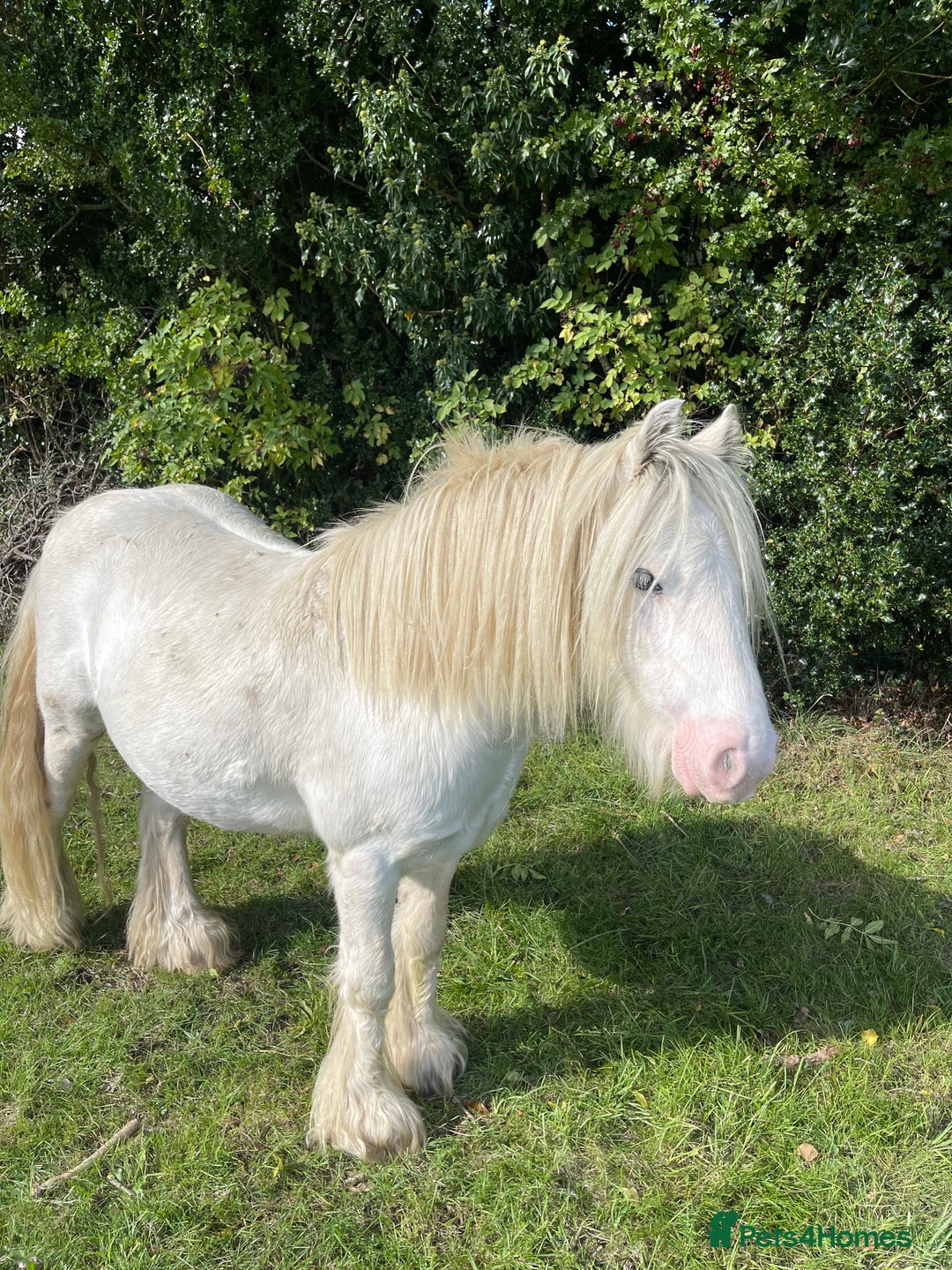 Other Breed horses for sale: 4 year old mini cob gelding  - Image 7