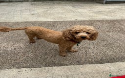 Toy Poodle dogs for sale: Toy Poodles  - Image 9