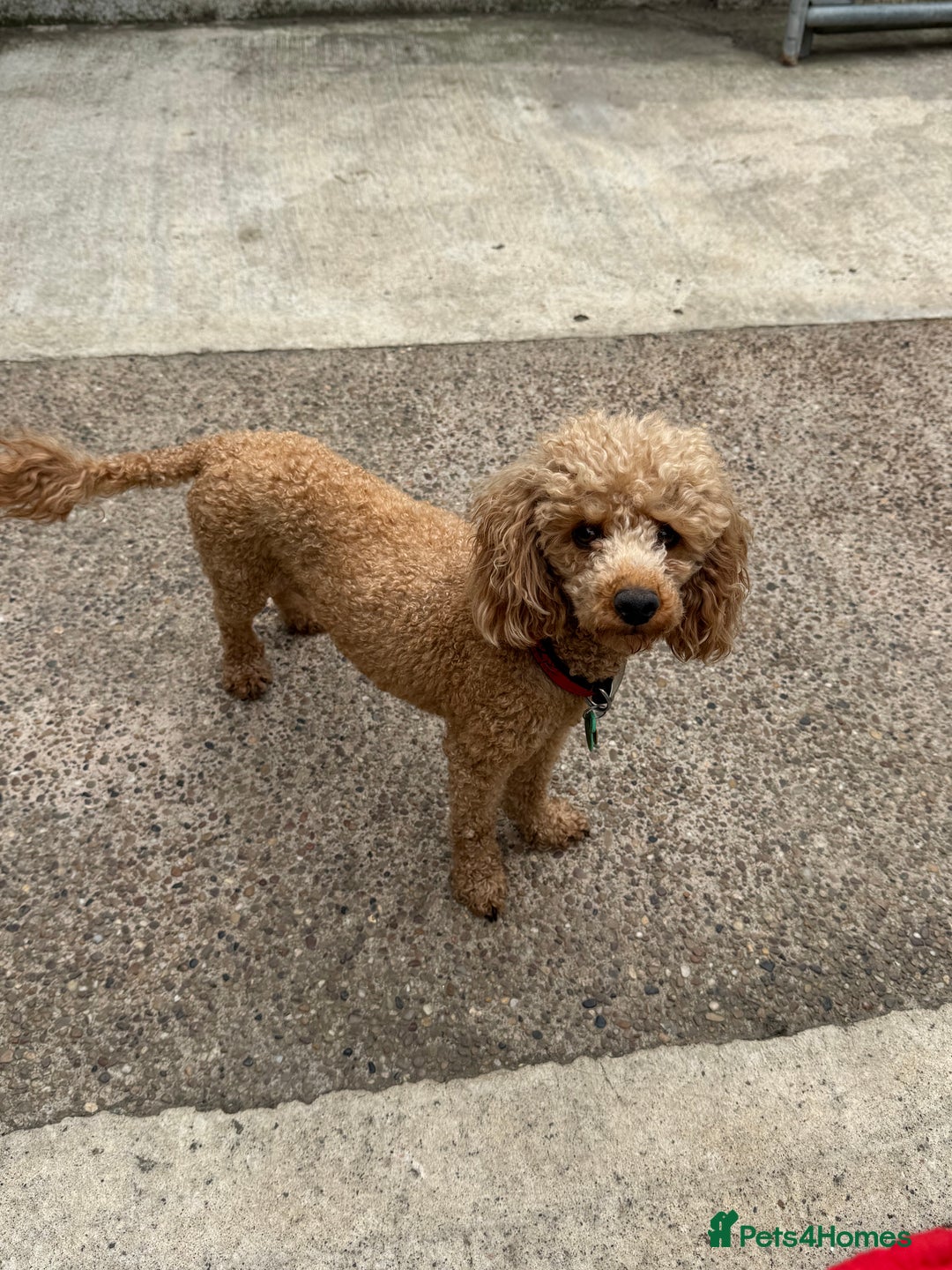 Toy Poodle dogs for sale: Toy Poodles  - Image 9