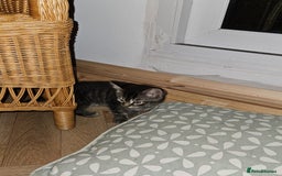 British Longhair cats for sale: Lovely kittens from super-sociable home! - Image 5