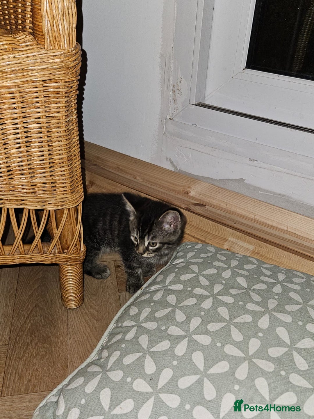British Longhair cats for sale: Lovely kittens from super-sociable home! - Image 5